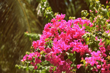 Obraz premium Beautiful bougainvillea blooms in a tropical garden on a summer sunny day. Retro style toned