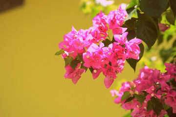 Beautiful bougainvillea blooms in a tropical garden on a summer sunny day. Retro style toned