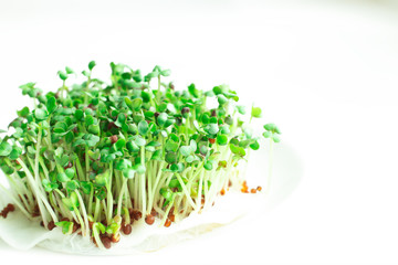 Fresh micro greens closeup. Microgreen mustard sprouts. Microgreens growing. Healthy eating concept. White background. Close-up