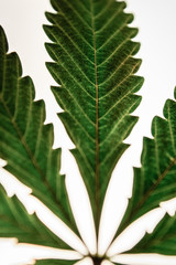 Weed leaf details