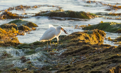 Bird on the beach eating a fish