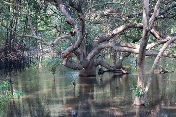 Large beautiful sprawling mangrove trees growing in the mangrove forest and there is sunshine at Rayong Thailand.