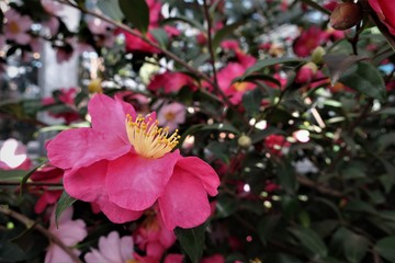 제주 동백꽃 군락지