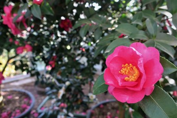 제주 동백꽃 군락지