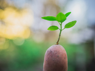 The hands of the farmers look dirty, but they are the things that help the world produce oxygen and food.