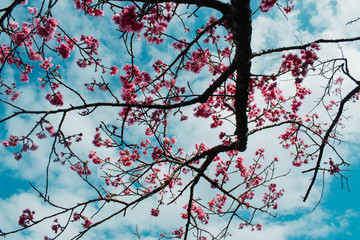 Blue Sky Cherry Blossoms