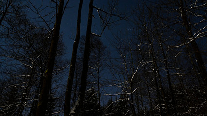 Stars shining in the sky among trees in a forest in winter.