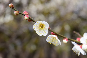 梅の花