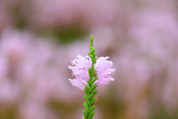Labiatae perennial perennial perennial herbs