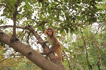 Pet monkeys playing in trees