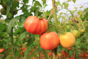 Ripening tomatoes in greenhouses