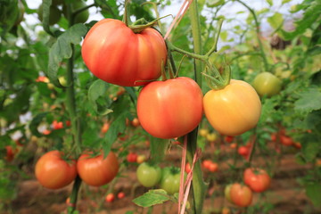 Ripening tomatoes in greenhouses