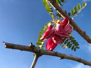 close up red flowers of Agasta, Sesban, Vegetable humming bird, Humming bird tree, Butterfly tree, or Cork Wood Tree beside local road 