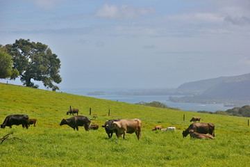 herd of cows grazing in field - Tahiti