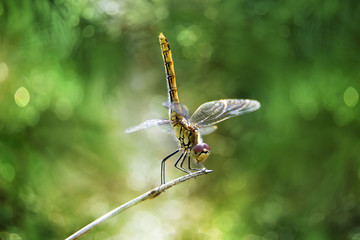 dragonfly on a leaf