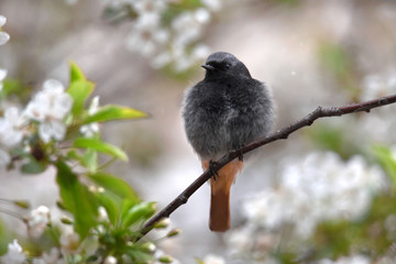 bird o bird on a branch Redstart Nigellan 