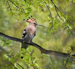 bird  hoopoe on a branch