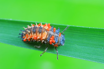 Ladybug larvae parasitized by mites on leaves, North China