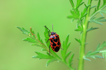 Naklejka premium Stink bug on green leaves, North China