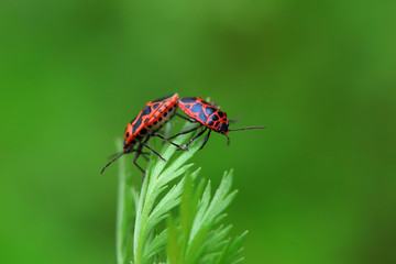 Stink bug on green leaves, North China