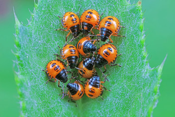 Stink bug on green leaves, North China