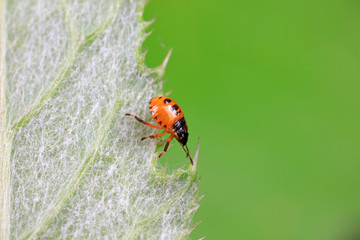 Stink bug on green leaves, North China