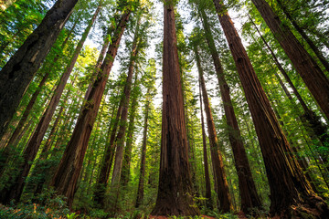 Fototapeta na wymiar Views in the Redwood Forest, Redwoods National & State Parks California