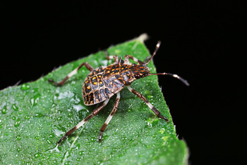 Stink bug on green leaves, North China