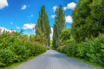Poplar alley in the Park