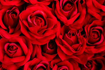 Red roses background. Selective focus on big rose.