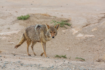 Fototapeta premium Coyote