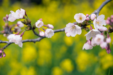 Cherry blossoms & canola flowers background　桜と菜の花 背景