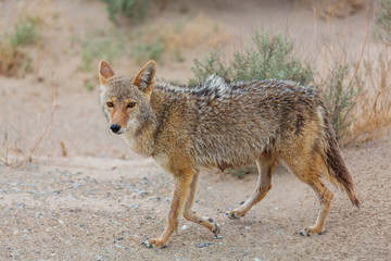 Coyote