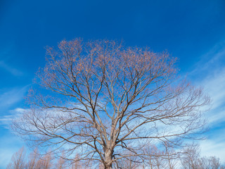 冬枯れの木々と青空