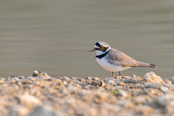 Little Ringed Plover wading around wetland finding food from the ground