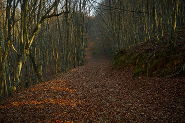 Fototapeta premium Dirt road in the autumn forest.
