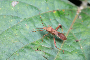 Stink bug on green leaves, North China