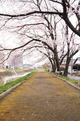 Fototapeta na wymiar 青春の桜並木 入学式の帰り道