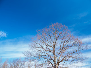 冬枯れの木々と青空