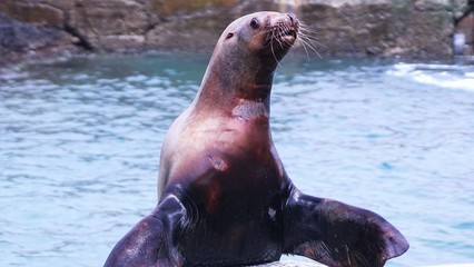 可愛いトド © kat334