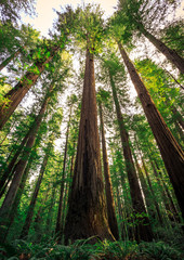 Rising Redwood Trees, Redwoods National & State Parks California