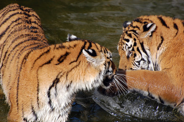 Tigers play in the water
