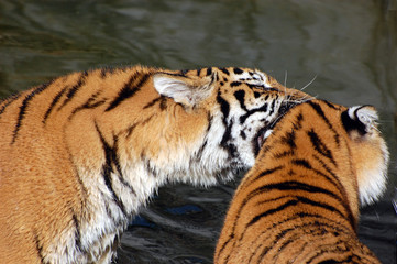 Tigers play in the water