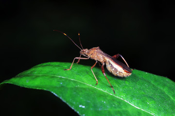 Stink bug on green leaves, North China