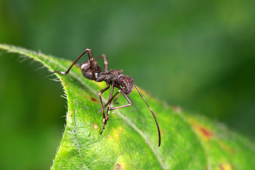 Stink bug on green leaves, North China