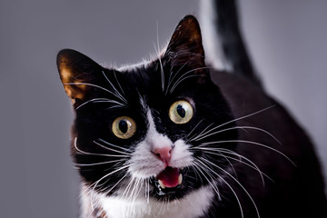 The black and white cat opened his mouth and showed his teeth.