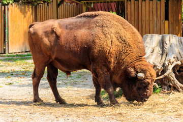 American bison (Bison bison), also known as buffalo in a paddock at farmyard