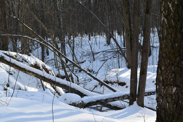 Sunny day in a snow-covered forest. Winter landscape of Central Russia.