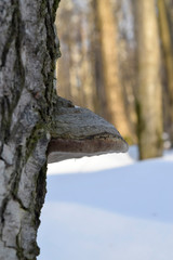 Tinder fungus on a birch trunk. Close up.