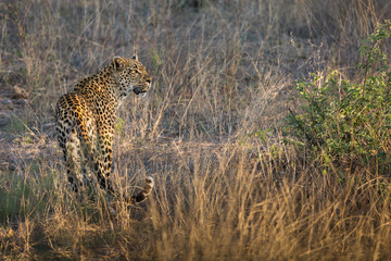 A female leopard, Panthera pardus, standing and looking to the right in tall grass.
